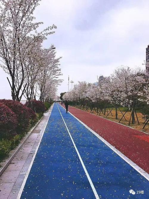 樱花跑道