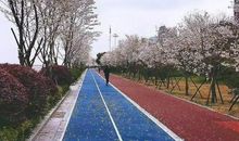 游樱花跑道