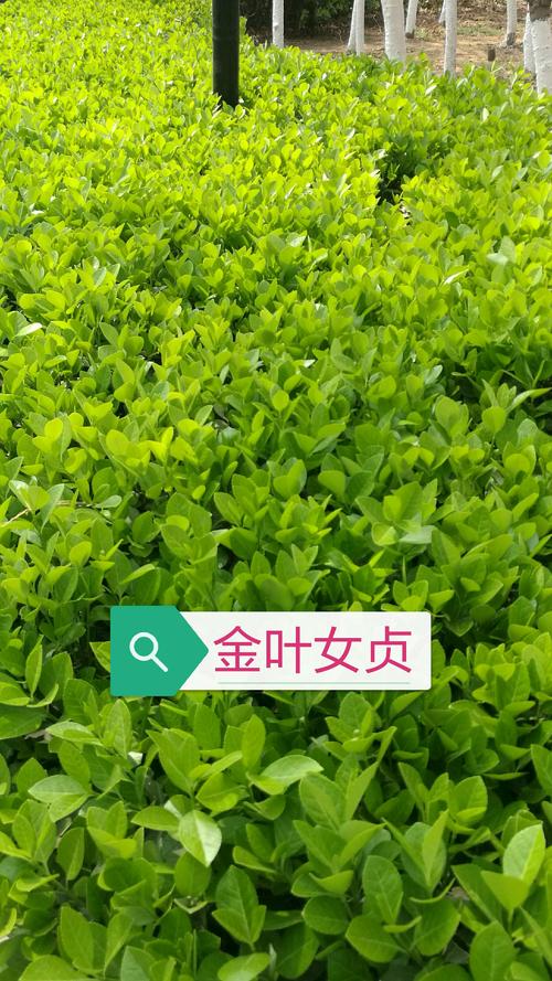 春天的爱