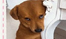 爷爷奶奶家的狗