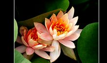 一朵花开的时间