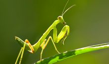 我是一只小螳螂