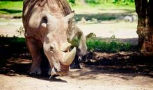 动物世界大探险