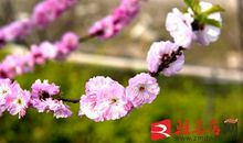 那时，梅花绽放了