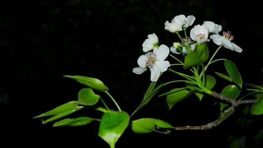 认识梨花