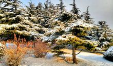 青松让我懂得了坚韧