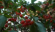 我喜欢的樱桃树