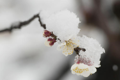 快乐的雪