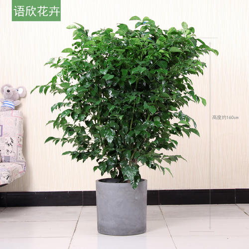 妈妈的幸福树