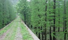 给林荫小道取个好名字