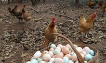 鸡蛋升起来的了