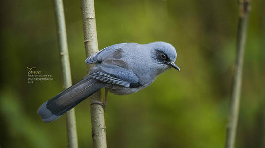 记住第一次观鸟