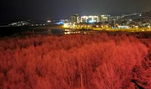 那人，那景，那情