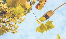 梧桐树下的遐想