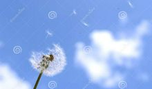 蒲公英盛开的那一天