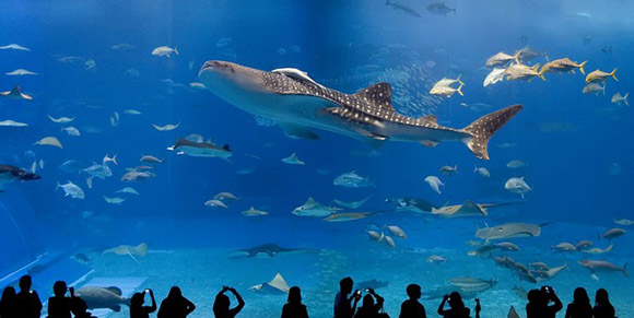 水族馆