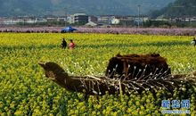 油菜花地的守望者