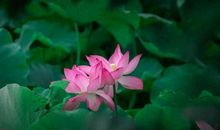 又见花开，真好