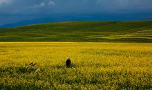 万古长青的雪松