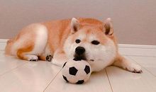 淘气可爱的小狗