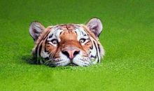 小狗与老虎比赛