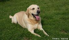 奶奶家的拉布拉多犬