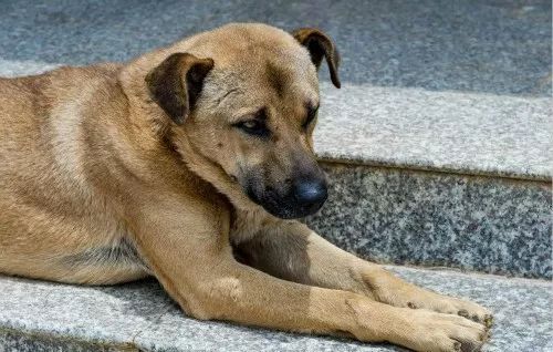 我喜欢我叔叔的狗