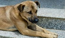 我喜欢舅公家的狗