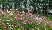 平淡之中有美好