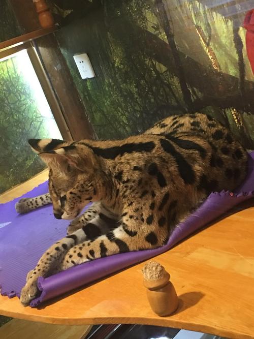 小院子里的猫