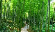 描写绿竹的作文