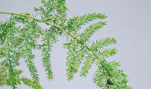 给文竹取个好名字