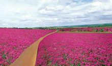 鲜花盛开的小路