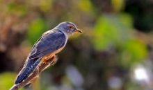 假如我是一只杜鹃鸟