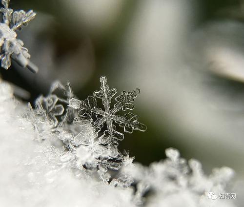 我爱你雪花