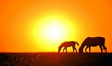 关于夕阳的作文