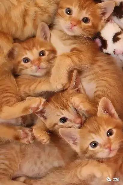 猜猜我最喜欢的动物