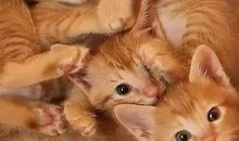 猜猜我喜欢的动物