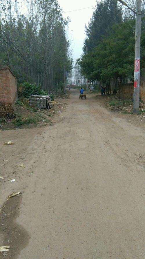 我家门前的小树林