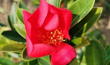 关于杜鹃花的作文