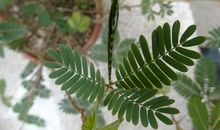 一盆小小的含羞草