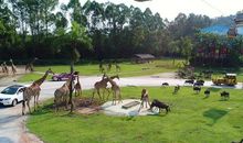 长隆野生动物世界