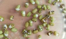 小绿豆苗的观察日记