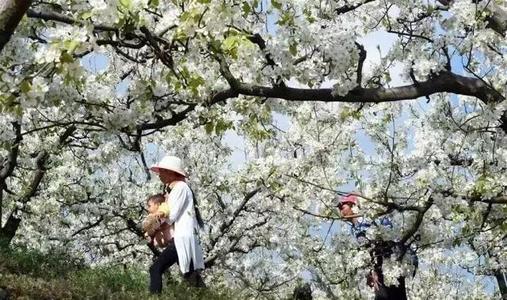 游览马鞍山梨园