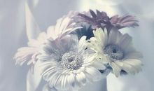 假如我是一珠眼泪