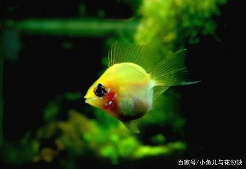 鱼的真爱告白
