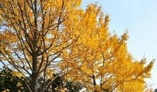 记忆里的春夏秋冬