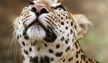 我是一只金钱豹