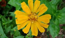 记忆深处的花朵