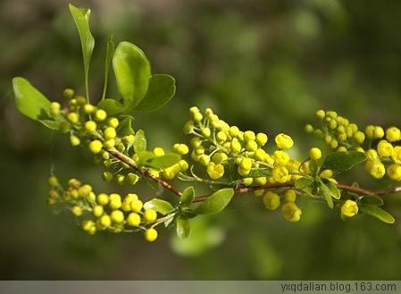 石榴花